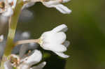 Buckwheat tree <BR>Black titi